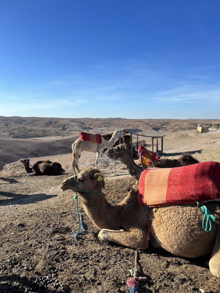 Sensace à Marrakech team building