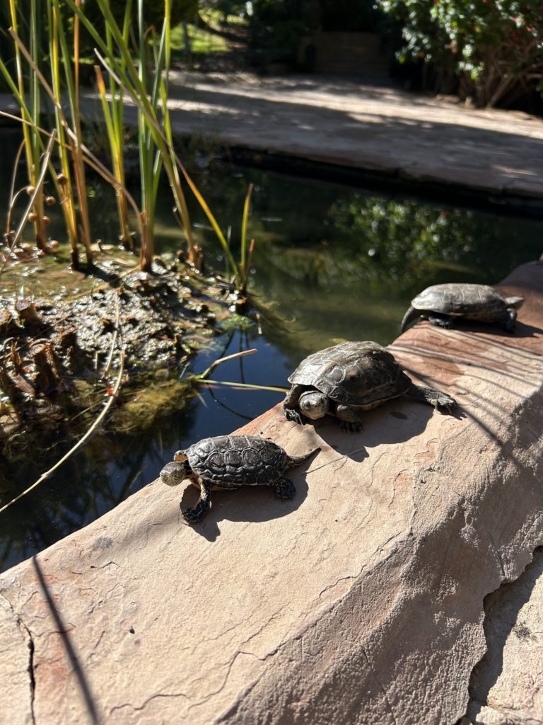 Sensace à Marrakech team building